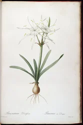Hymenocallis roterar